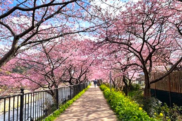 河津 桜祭り